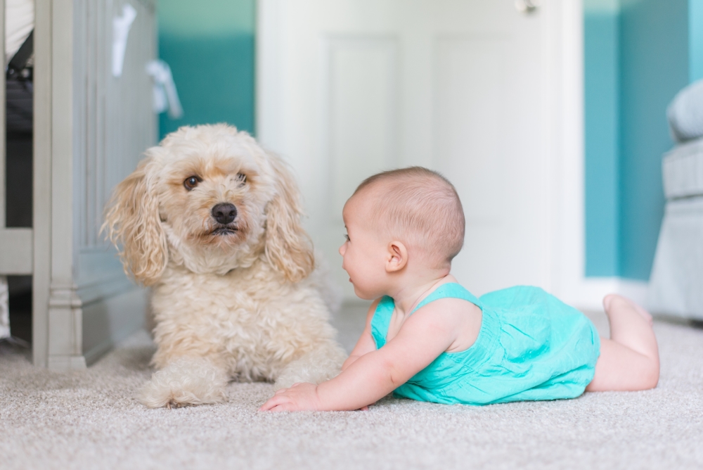 Why get your carpets cleaned professionally?