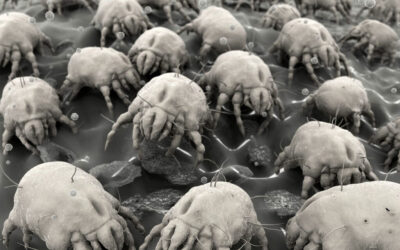 Dust Mites