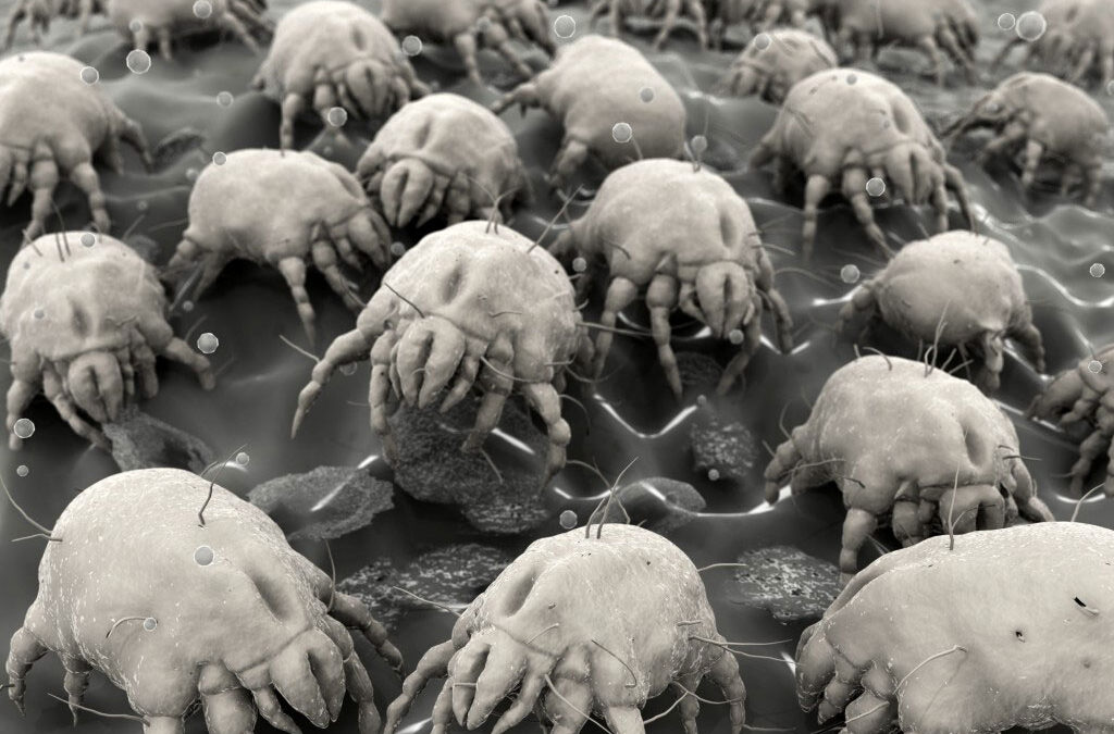 Dust Mites